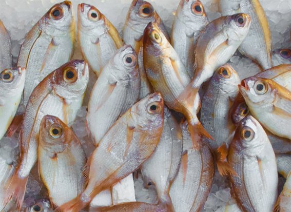 Fresh fish range