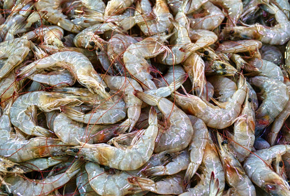 Prawn range