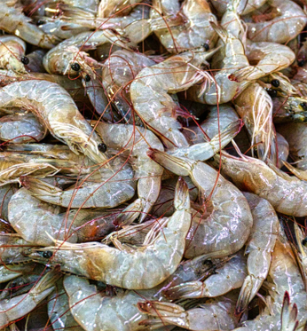 Vannamei prawns